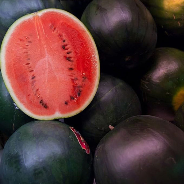 Black Diamond Watermelon Seeds for Planting