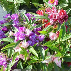 Mixed Impatiens Balsamina Balsam Camelia Impatiens Seeds Double Flower Touch Me Not