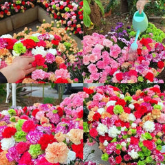 Double Flowered Mixed Carnation Seeds