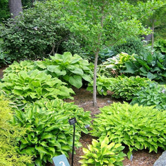 Mixed Heart-Shaped Hosta Bare Roots Plants - Rich Green Foliage, Low Maintenance for Your Home and Garden
