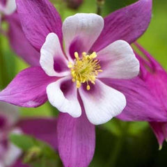 Columbine, Early Bird Purple & White