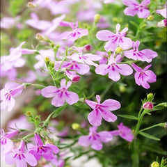 Mix Creeping Thyme Seeds for Planting Ground Cover Plants Easy to Plant and Grow