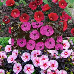 Sweet Sultry Hibiscus Collection