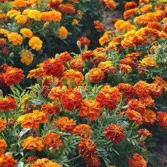 French Marigold Sparky Mix Seeds