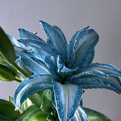 Double Blossom Lily