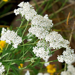 Yarrow Seeds for Planting White Flower