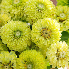 Vibrant Envy Zinnia Seeds