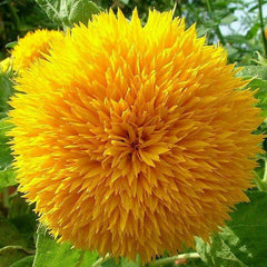 Sunflower Seeds for Planting Teddy Bear Sunflower Seeds to Plant in Home Gardens