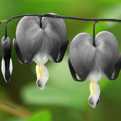 Black Bleeding Heart Seeds Dicentra Spectabilis Shade Flower Garden Spring Flowering