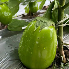 Green Can Eggplant Seeds