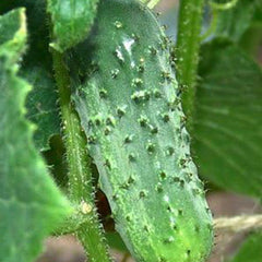 Cucumber Boston Pickling Great Vegetable
