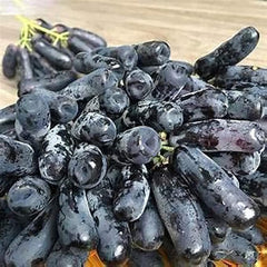 Black Finger Grape Seed Sweet Fruit Attract Butterflies and Bees
