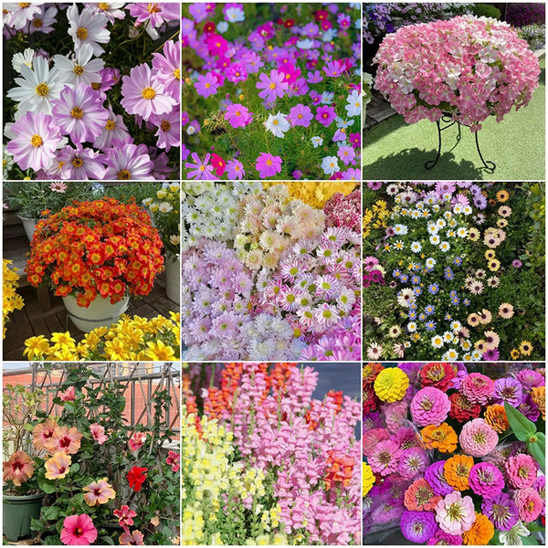 Alternative Lawn Wildflower Seeds Mixed Purple Pink Mix Flower