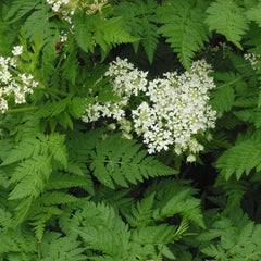 Sweet Cicely