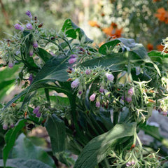 Common / True Comfrey