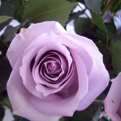 Lavender roses seeds
