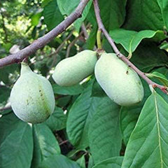 Paw paw Tree Seeds for Planting Edible Fruit Tree,  Fun and Easy to Grow Your Own Food, Exotic Pawpaw Tree Seeds