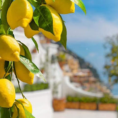 Dwarf Lemon Bonsai Tree Seeds, Grow a Delicious Fruit Bearing Bonsai Tree