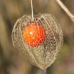 Lantern Cherry Seeds Winter Ground Cherry Strawberry Ground Cherry