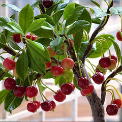 Bonsai Dwarf Cherry Tree Seeds Indoor or Outdoor Fruit Tree