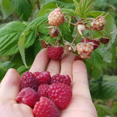 Red Raspberry Seeds