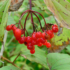 American Cranberry Seeds