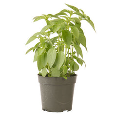 Lime Basil Seed
