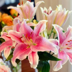 Oriental Perfume Lily Seeds