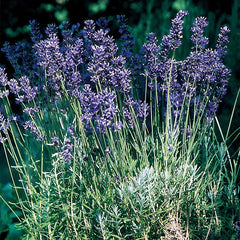 Lavender, Provence Blue