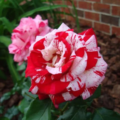 Rose red white Miniature Rose