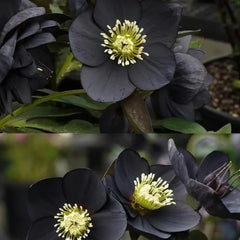 Christmas Rose-Black Hellebore