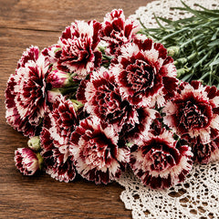 Burgundy & White Picotee Carnation Seeds