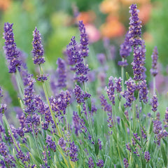 Lavandula angustifolia, Forever Blue