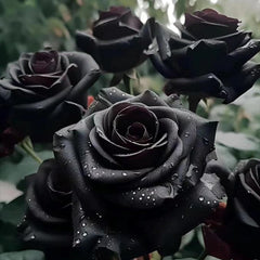 Rare Black Rose Seeds for Planting