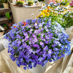 Lobelia Seeds - Blue Carpet