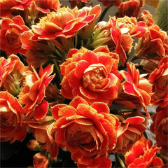 Golden Fox Longevity Flower Seeds