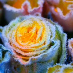 Rainbow Frost Rose Seeds – Add a Touch of Frosted Magic to Your Garden!