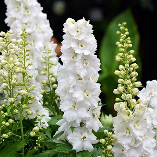 White Larkspur Rocket Flower Seeds for Planting