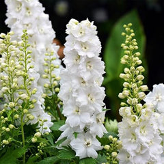 White Larkspur Rocket Flower Seeds for Planting