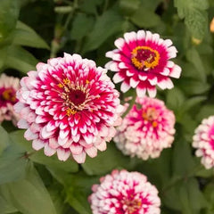 Hidden Dragon Zinnia Seeds