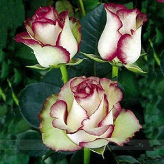 Ice Rose