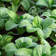 Baby Bok Choy Seeds Shanghai Green Stem AKA Pak Choi Pok Choi Chinese Cabbage