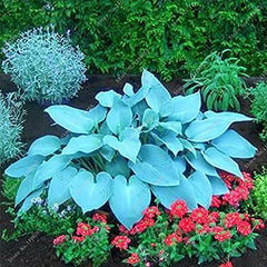 Mixed Hosta Garden Perennials Seeds