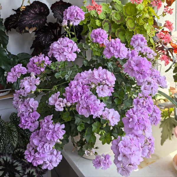 Purple Blossom Geranium Seeds