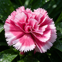 Pink White Two-Tone Carnation Seeds