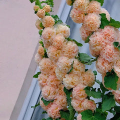 Alcea, Hollyhocks Peaches and Dreams