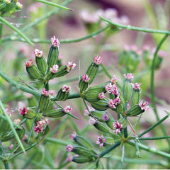 Cumin Herb Seed