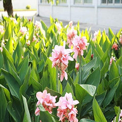 Mixed Canna Lily Flower Seeds Perennial Beautiful Bonsai Plant Home Garden Decor