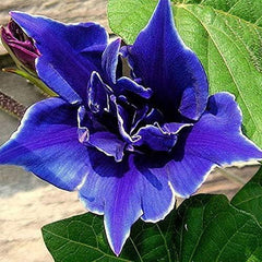 Annual Ipomoea Nil Morning Glory Blue Picotee Climbing Vine Flower Seeds for Planting