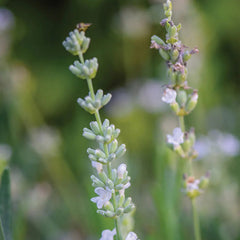 Lavender, Lacy Frills